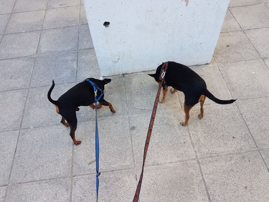 Cane seguito da Mimmo il dog sitter di Barletta, foto 03