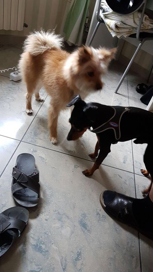 Cane seguito da Mimmo il dog sitter di Barletta, foto 48